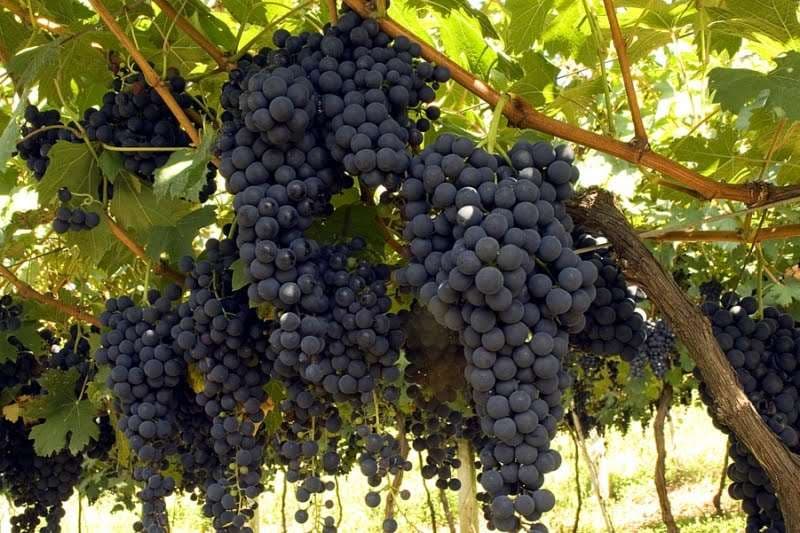 ESCOLHIDOS PARA FRUTIFICAR