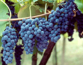 Produzindo Fruto